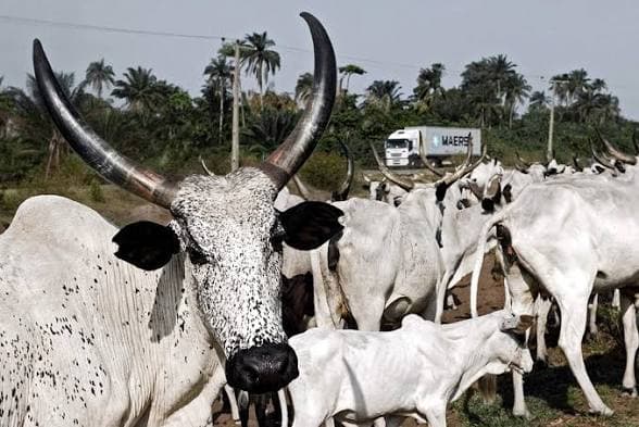 NT COCO cattle herd