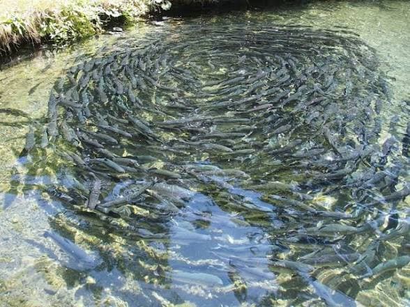Catfish schooling in an NT COCO fish pond