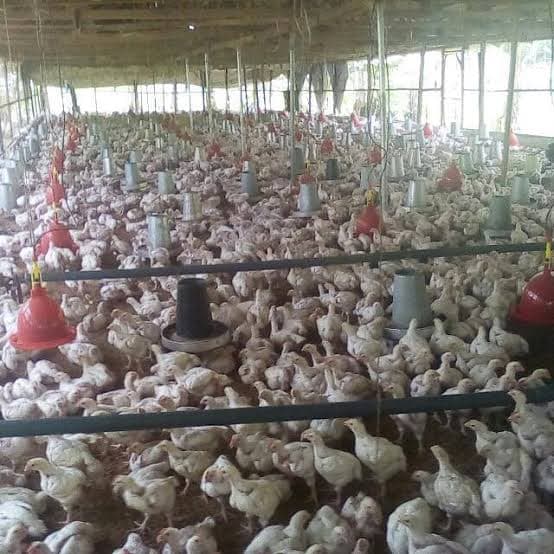 Broiler chickens inside an NT COCO poultry house