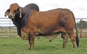 Breeding bull from NT COCO's breeding program