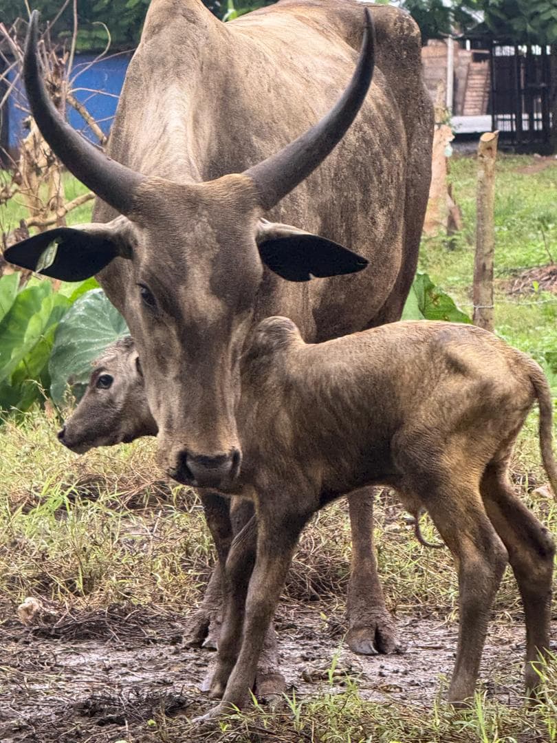A cow and her calf at an NT COCO ranch