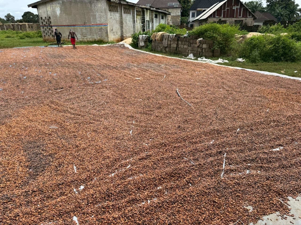 Cocoa beans laid out to dry in the sun