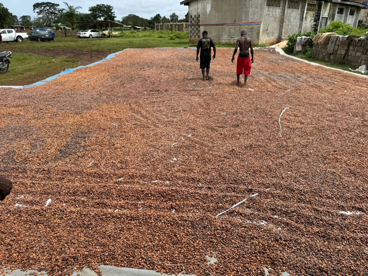 Workers walking across cocoa beans drying in the open air