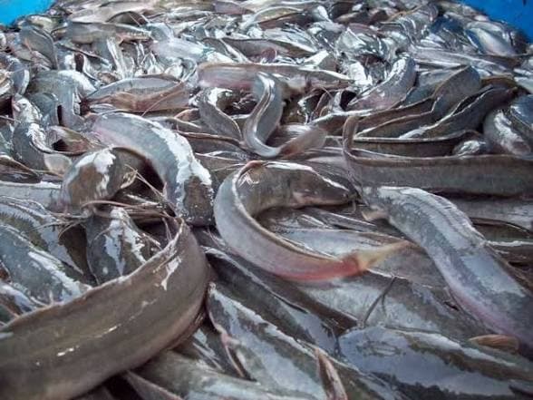 Freshly harvested catfish