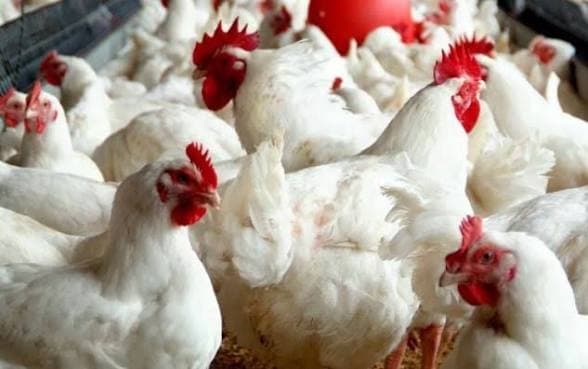 Close-up of healthy poultry stock